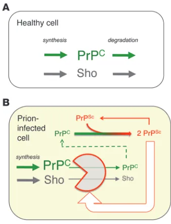 Figure 8Summary of PrP