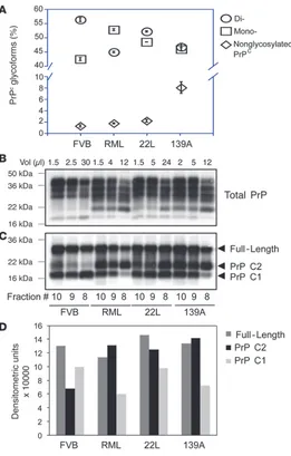 Figure 3Glycosylation and fragmentation of PrP