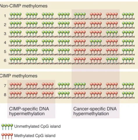 Figure 1CIMP in human cancer. Eight individual methylomes are listed (num-bered 1–8). Each row indicates an individual cancer methylome, in which clusters indicate individual CpG islands