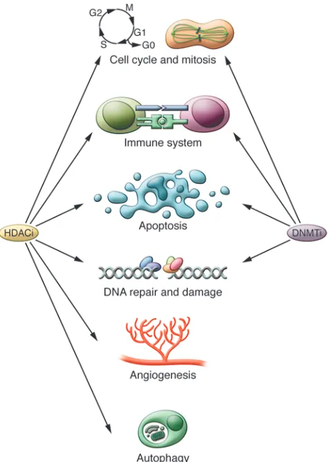 Figure 2Cellular pathways affected by DNMTis and HDACis. DNA methylation 
