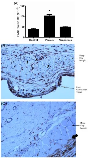 Figure 8. Flap macrophage quantification and localization. (A) F4/80 protein maximal fluorescent intensity (MFI) of unoperated mouse myocutaneous tissue (control) and porous and nonporous implant flaps (*P < 0.05 versus control and nonporous flap); (B) His