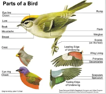 Figure 8.  External Parts of a Bird http://www.4to40.com/images/earth/geography/birds/birds_body_parts.jpg 