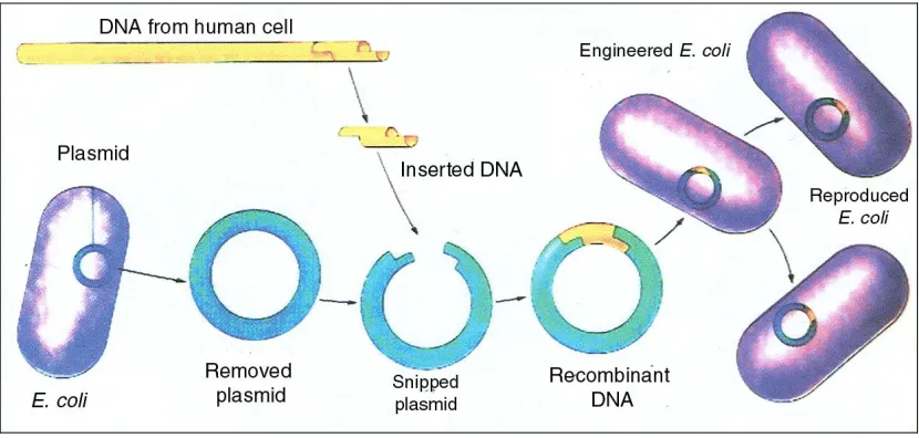Figure 2.2 During the formation of recombinant DNA, a plasmid from a bacterium, such as E