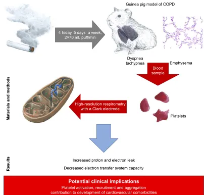 Table 3 Mitochondrial function parameters in blood platelets from control and chronic smoke-exposed guinea pigs normalized for protein content