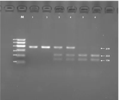Figure 1. Electrophoresis of PCR products of the samples. Lane M, 100 bp marker ladder; lanes 1-6, samples