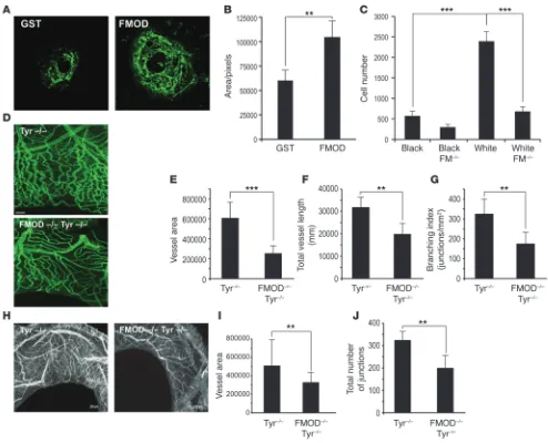 Figure 5FMOD enhances CNV formation and induces endothelial cell migration in vivo. ((Matrigel plugs containing 500 ng/ml FGF-2, cells were stained for CD31 and CD45 and analyzed by FACS
