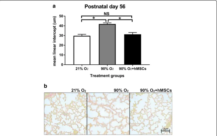 Fig. 9 a MLI following normoxia, 90% O 2 ( ) and 90% O 2 + hMSC ( ). 90% O 2 was given between postnatal days 0 –4 and MSCs were given on postnatal day 4