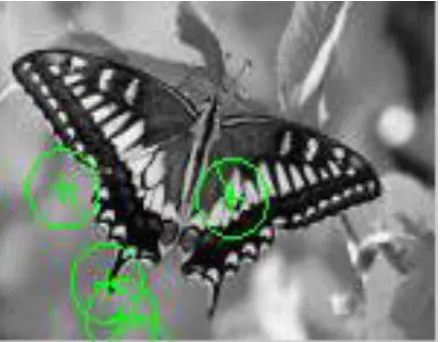 Fig. 4 Represent Edge feature of an image. 