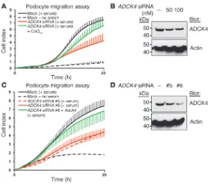 Figure 6Knockdown of ADCK4 decreases the migratory 5 mismatches from the siRNA target sequences