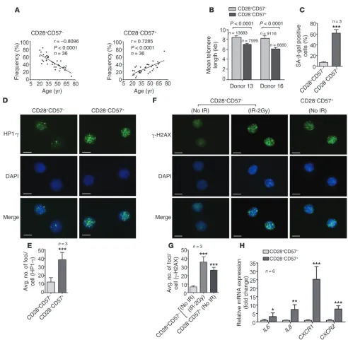 Figure 1Senescent phenotypes in CD28–CD57+ subsets of CD8+ T lymphocytes in vivo. (A) CD28+CD57– subsets decreased and CD28–CD57+ subsets 