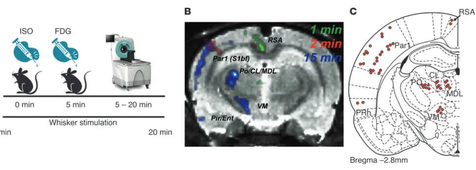 Figure 1Vibrissae stimulation leads to time-dependent brain activation in barrel field circuitry
