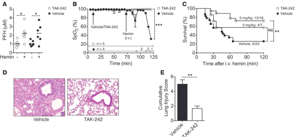 Figure 6TAK-242 blocks ALI development in SS mice with EHC. (A) PFH in SS mice previously given i.v