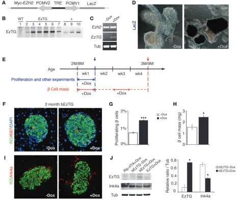 Figure 1Conditional expression of EZH2 in 2-month-old bEzTG mice promotes 