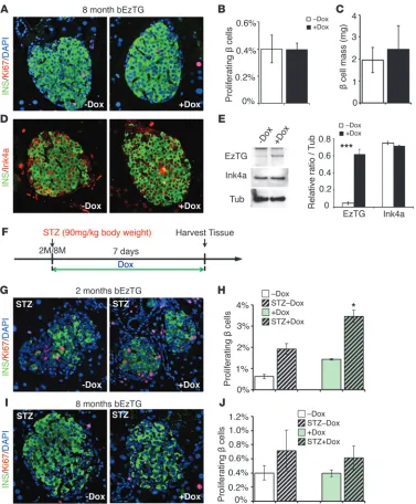 Figure 2Activation of EZH2 expression 