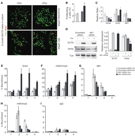 Figure 4Knockdown of Mll1 facilitates EZH2 recruitment to the Ink4a locus and increased scrambled siRNA (100 pM), Dox (1 β cell replication