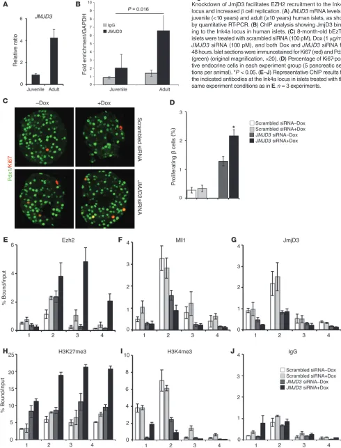 Figure 5Knockdown of JmjD3 facilitates EZH2 recruitment to the Ink4a 