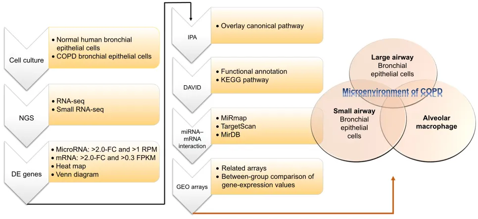 Figure 1 Flowchart of study design.Notes: In order to investigate the roles of microrna–mrna interactions in the microenvironment of COPD, we used normal human bronchial epithelial cells and COPD bronchial epithelial cells for next-generation sequencing (n