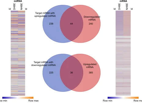 Figure 2 Identification of genes with potential microRNA–mRNA interactions in COPD bronchial epithelial cells.Notes: gene-expression heat map (right) of differentially expressed genes revealed 685 genes with fold change .2