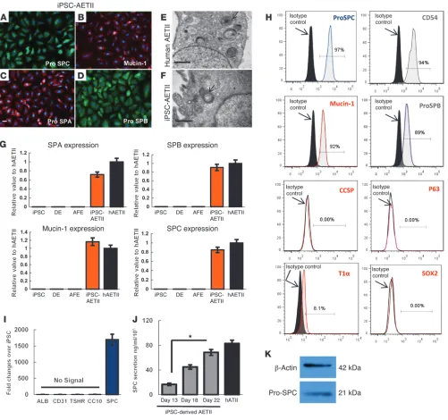 Figure 3Functional characterization of AETII cells derived from iPSCs, day 22 of differentiation (C1 clone)