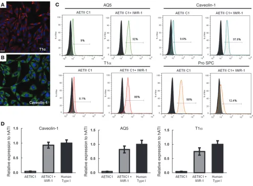 Figure 4Functional characterization of AETI cells derived from iPSCs, day 29 of differentiation (C1 clone)