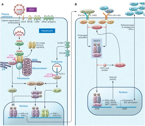 Figure 1Hepatocyte innate immune responses. (