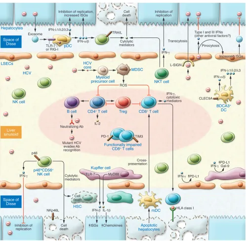 Figure 2Immune response to HCV infection within the liver. Viral RNA is transferred to pDCs, triggering robust production of IFNs that inhibit HCV replica-