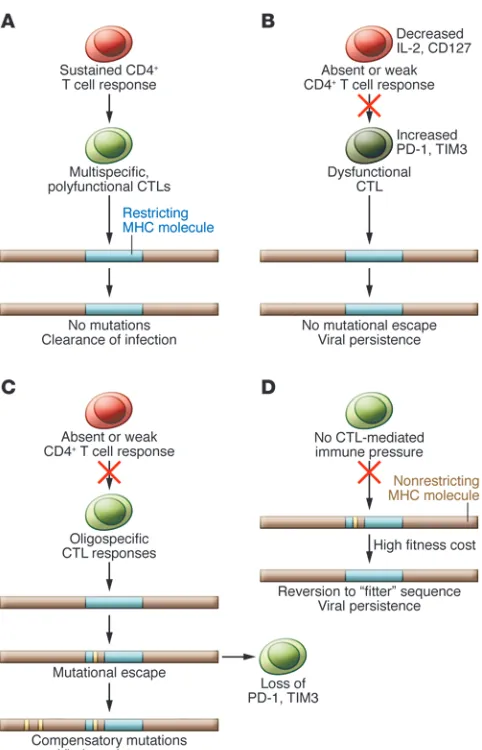 Figure 3Interplay of host T cell responses and the evolution of HCV epitopes. 