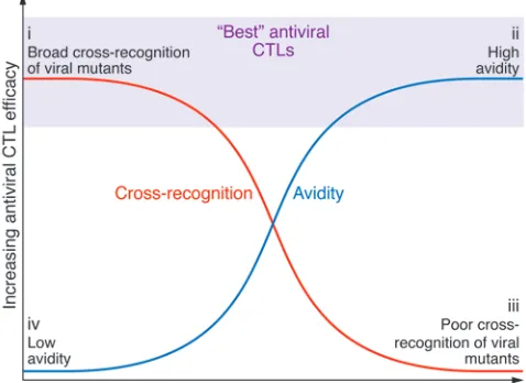 Figure 4Paradigm for avidity and cross-reactivity pertaining to HCV-specific 