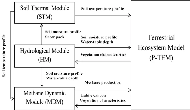 Figure 1. The P-TEM (Peatland-Terrestrial Ecosystem Model) framework includes a soil thermal module (STM), a hydrologic module (HM),a carbon/nitrogen dynamic model (CNDM), and a methane dynamics module (MDM) (Wang et al., 2016).
