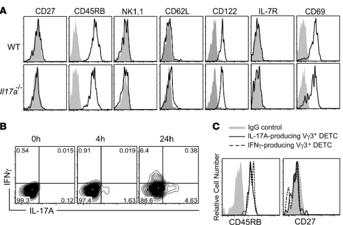 Figure 4IL-17A– and IFN-duction. Cells are gated on Vtype. (freshly isolated WT and (are CD27and IFN-Cells are gated on Vγ–producing DETC sub-sets maintain their CD27–45RB+ pheno-A) Phenotypic characterization of Il17a–/– DETC