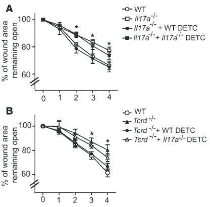 Figure 5WT but not from 3 wounds per condition. *ics in SOC were measured over time. Data presented are mean ± SEM (explants from WT or Il17a–/– DETC restore defective wound healing
