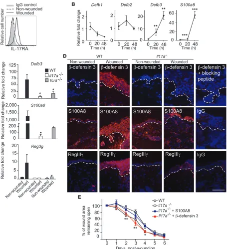 Figure 6IL-17A is critical for induction of epidermal host-defense molecules to mediate wound repair