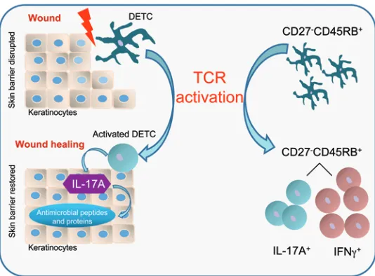 Figure 8Schematic model for DETC-regulated immune functions 