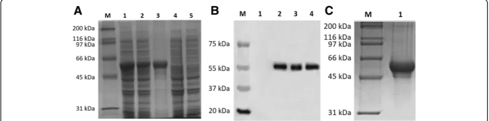 Fig. 1 Expression, identification, and purification of the recombinant US10 protein. a Expression of the recombinant protein