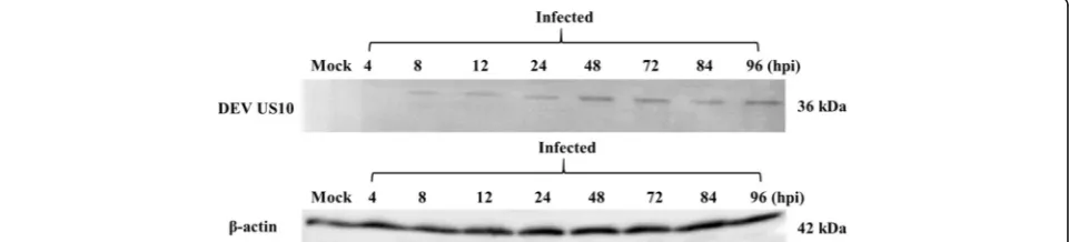 Fig. 2 Preparation and verification of the polyclonal antibody raised against DEV US10.pET32a(+)/US10.recombinant pET32a(+)/US10 protein