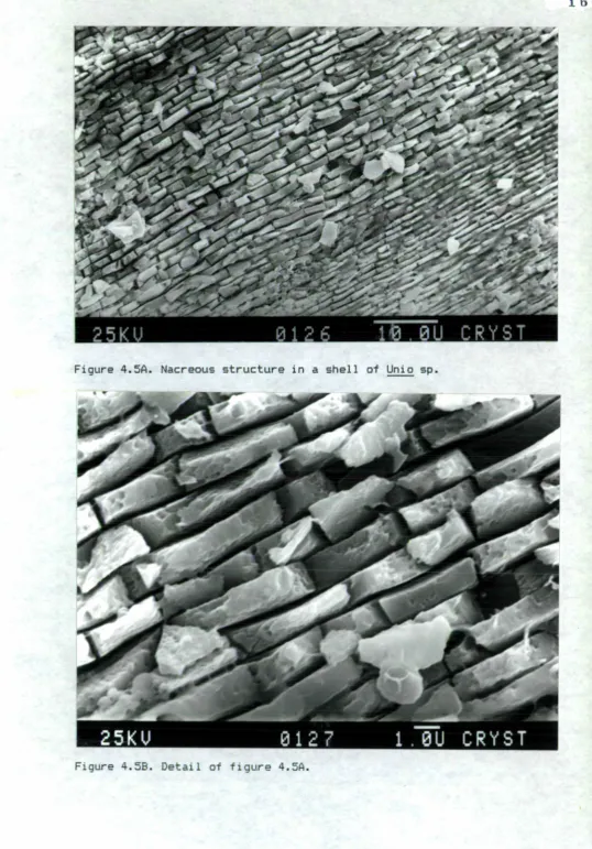 Figure 4.5A. Nacreous structure in a shell of Unio sp.