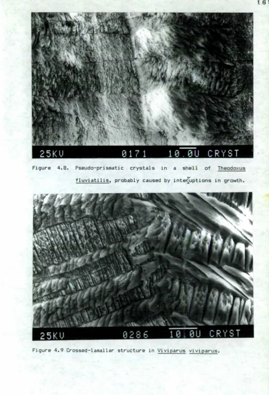 Figure 4.8. Pseudo-prismatic crystals in a shell of Theodoxus 