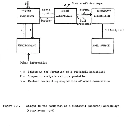 Figure 2.1. Stages in the formation of a subfossil landsnail assemblage