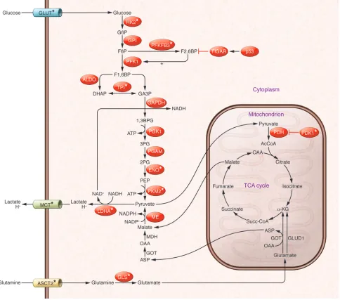 Figure 1Aerobic glycolysis and glutaminolysis in cancer cells. Oncoproteins drive the expression of genes involved in glycolysis and glutaminolysis, regulate the transcription of GLUT, HK2, TPI, ENO, and LDHA