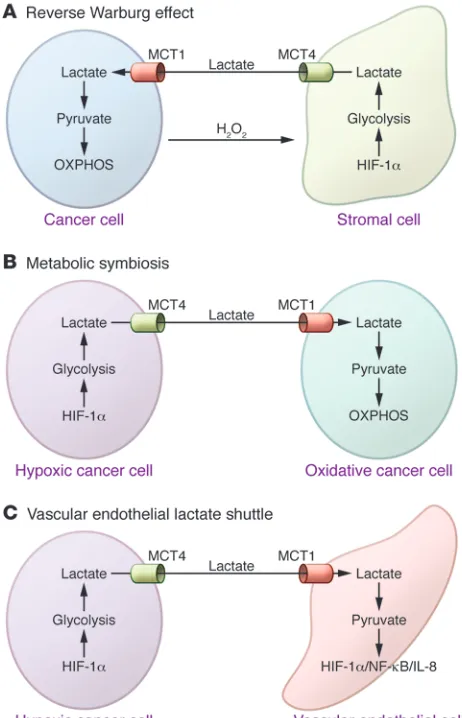 Figure 3Three models of lactate shuttling in cancer. (