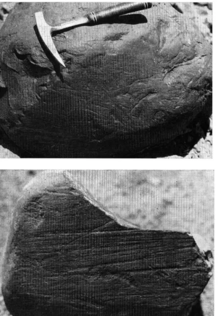 Abb. 3 u. 4: Gekritzte Geschiebe aus dem Wadi-Akbra-Gebiet. 