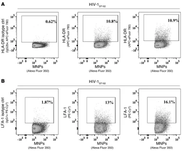 Figure 5MNP binding and accessibility of cellular antigens on virions. HIV-1tured on MNPs via anti-gp120 antibody VRC01, visualized with labeled 2G12 antibodies, and stained for two cellular antigens with anti–HLA-DR and anti–LFA-1 antibodies