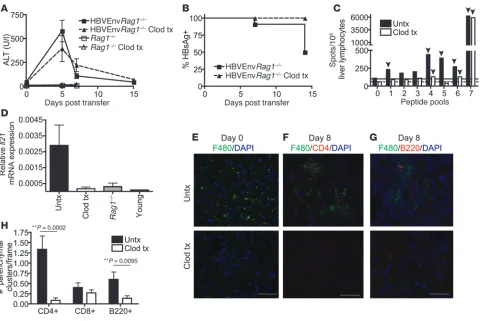 Figure 3Macrophage depletion leads to an immune response that correlates with chronic HBV and impaired hepatic lymphocyte organization