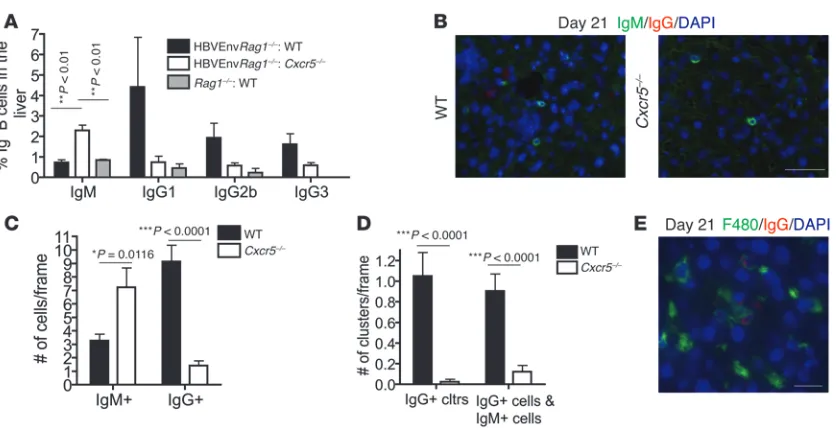 Figure 6Absence of CXCR5 on donor splenocytes alters hepatic IgM