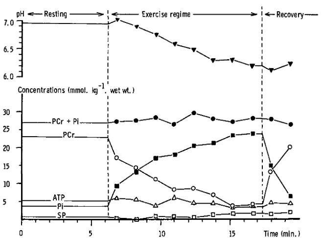 Figure 4. Response of normal muscle tissue to anaerobic contractions. Duringthe exercise regime the arterial circulation was occluded by the application of asphygmomanometer cuff controlled by compressed air