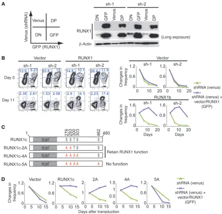 Figure 4RUNX1 reintroduction reverses the growth-inhibitory effect of RUNX1 shRNAs. (A) MLL-AF9 cells were cotransduced with RUNX1 (GFP) and 