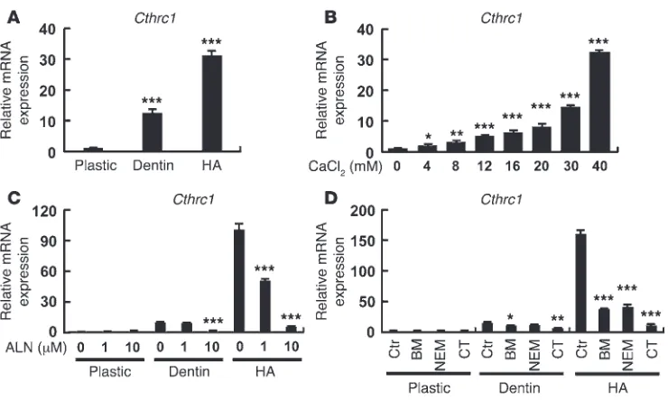 Figure 2Regulation of Cthrc1 gene expression. (A) Cthrc1 mRNA expression was strongly induced in osteoclasts cultured on HA