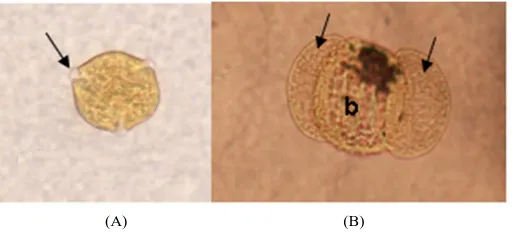 Figure 1. Light micrographs (40× magnification) of the plant groups (type, t). (A) Trifolium t