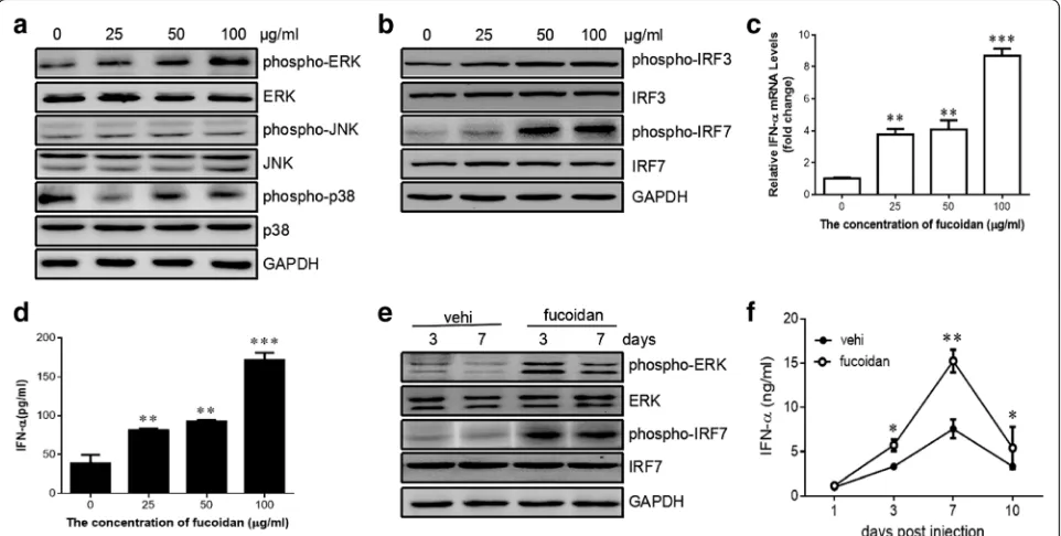 Fig. 4 Fucoidan promotes the activation of ERK pathway and enhances the production of type I interferon in vitro and in vivo