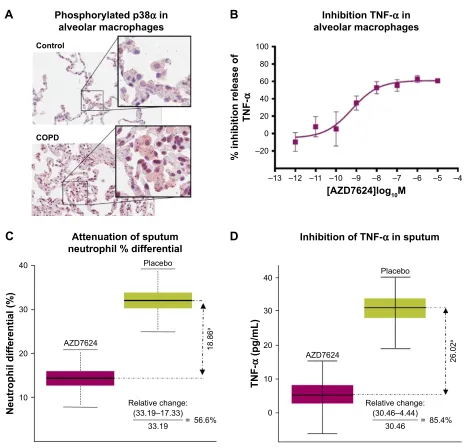 Figure 1 (A) isPla of phosphorylated p38α in alveolar macrophages of lung tissue from COPD patients and controls
